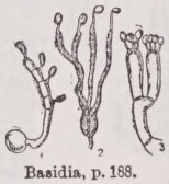 Basidium