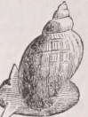 Basommatophora