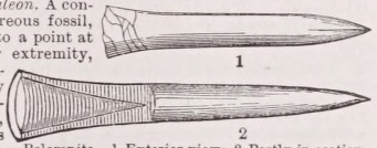 Belemnite