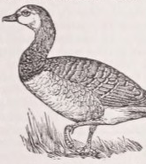 Bernicle