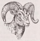 Bighorn