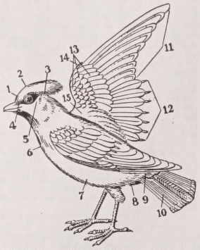 Bird