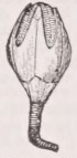 Blastoidea