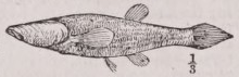 Blindfish