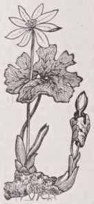 Bloodroot