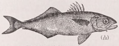 Bluefish