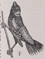 Bobolink
