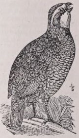 Bobwhite
