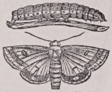 Bollworm