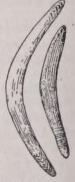 Boomerang