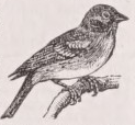 Brambling