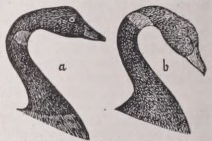 Brant