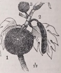 Breadfruit