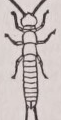 Bristletail