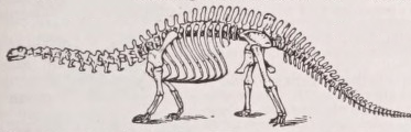 Brontosaurus
