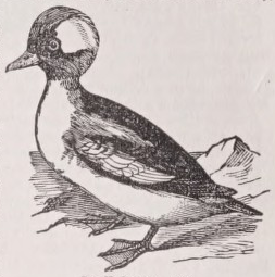 Buffel duck
