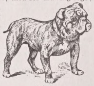 Bulldog