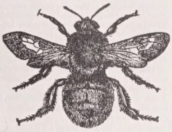 Bumblebee