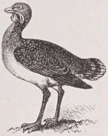 Bustard