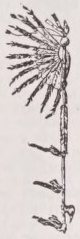 Calumet