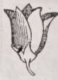 Campanulate