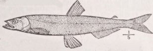 Candlefish