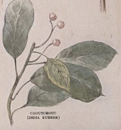 Caoutchouc