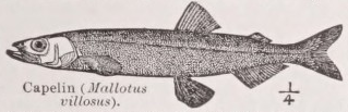 Capelin
