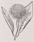 Capitulum