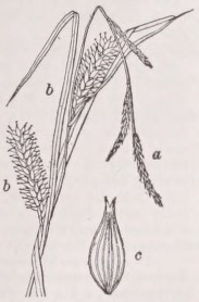 Carex