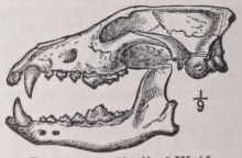 Carnivora