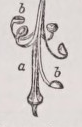 Carpophore