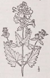 Catmint