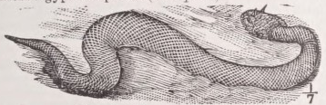 Cerastes