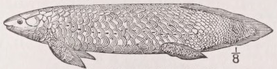 Ceratodus