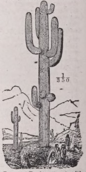 Cereus