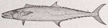 Cero