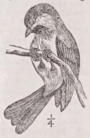 Chickadee