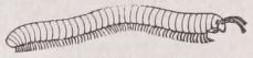 Chilognatha