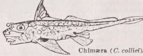 Chimaera