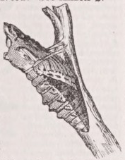 Chrysalis
