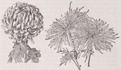Chrysanthemum