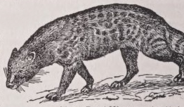 Civet