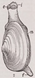 Clam