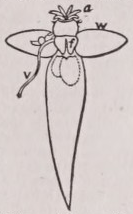 Clione