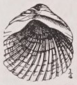 Cockle