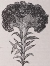 Cockscomb