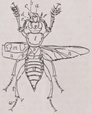 Coleoptera