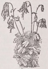 Columbine
