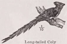 Coly